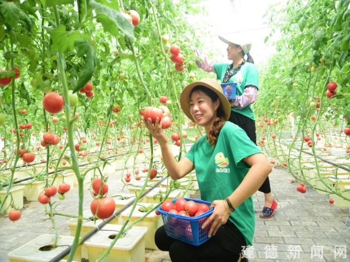 無土栽培風(fēng)靡都市 蔬菜瓜果種植及采摘服務(wù)引領(lǐng)健康生活新潮流
