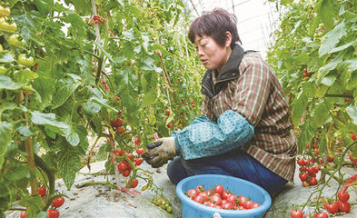 科技種菜 瓜果滿架 智能化種植與便捷采摘服務引領現代田園新體驗