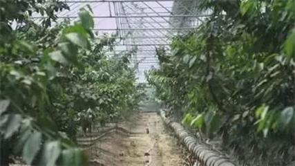 石家莊26個(gè)風(fēng)光秀麗的現(xiàn)代農(nóng)業(yè)園區(qū)，你去過(guò)哪一個(gè)？——蔬果采摘體驗(yàn)指南