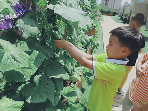 市委機(jī)關(guān)幼教集團(tuán)紅璽臺(tái)園 快樂(lè)種植園，采摘?dú)g樂(lè)多