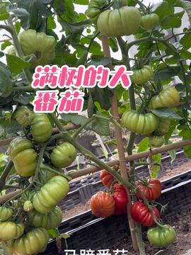“吳小喵樓頂種菜”走紅頭條 當屋頂變成都市人的“蔬果豐收園”