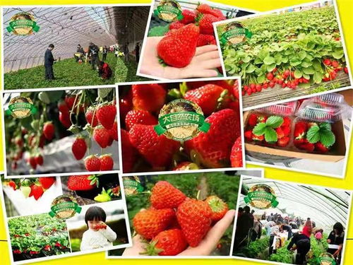探訪海淀大自然農場 不只草莓，蔬果蘑菇更是主角的田園樂土